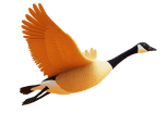 Flying Goose